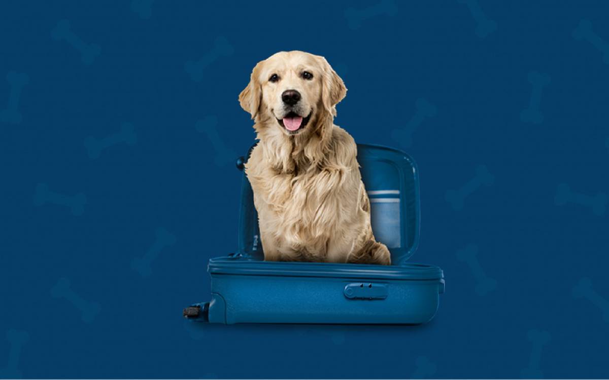 Somos pet friendly Hotel ILUNION Fuengirola Somos pet friendly Hotel ILUNION Fuengirola